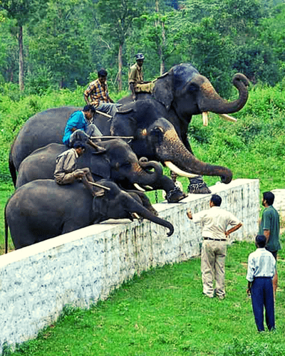 Dubare Elephant Camp Kushalnagar