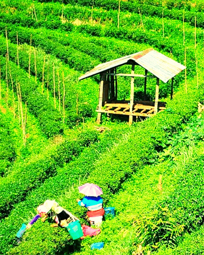 Tea Plantation Darjeeling