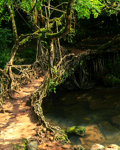 Living Root Bridge Meghalaya