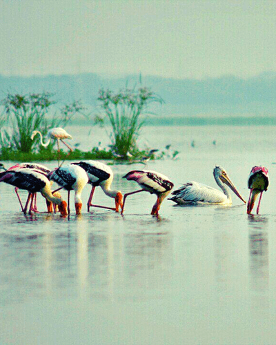 Ousteri Wetland and National Park Pondicherry