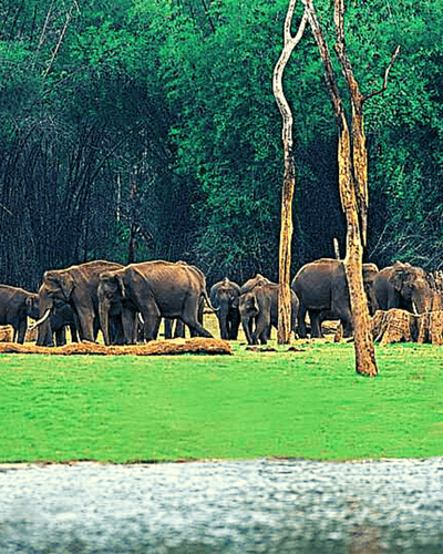 Local Sightseeing Periyar